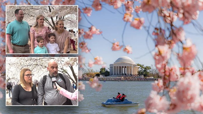 split-cherry-blossom.jpg