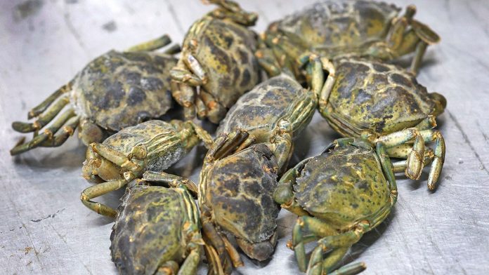 9-frozen-green-crabs.jpg