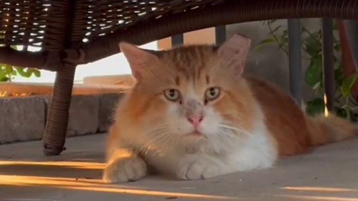george-the-cat.jpg