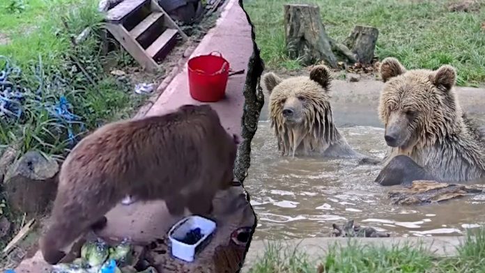 bears-honey.jpg
